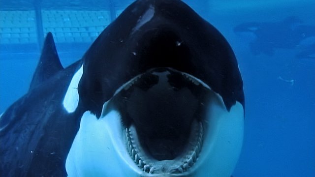«Blackfish»: Μάχη για τις φάλαινες δολοφόνους