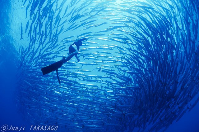 «Dolphin Man»: Αποκλειστικές φωτογραφίες από τον υποβρύχιο κόσμο του Ζακ Μαγιόλ