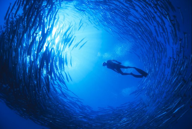 «Dolphin Man»: Αποκλειστικές φωτογραφίες από τον υποβρύχιο κόσμο του Ζακ Μαγιόλ