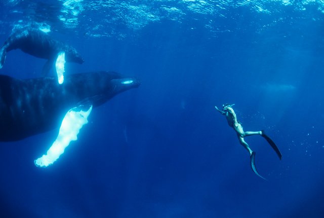 «Dolphin Man»: Αποκλειστικές φωτογραφίες από τον υποβρύχιο κόσμο του Ζακ Μαγιόλ