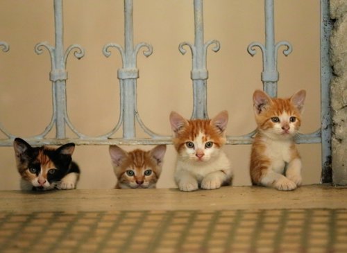 Οι Γάτες της Κωνσταντινούπολης / Nine Lives: Cats in Istanbul