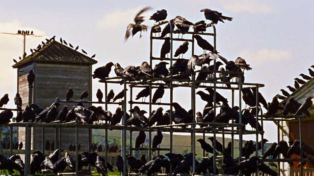 «Τα Πουλιά» («The Birds», 1963), του Άλφρεντ Χίτσκοκ  Πουλιά ίσον κακοτυχία, γιατί όχι και θάνατος, αλλά Χίτσκοκ θέλοντος είναι επίσης κι ένα πλήθος δεινών που θέλουν και τον εξίσου δεινό τους, παρατη
