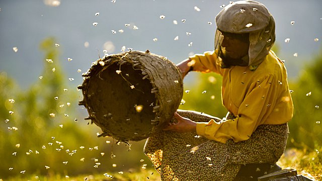 Τρέιλερ «Honeyland»: Το ντοκιμαντέρ-ύμνος στην τέχνη της παραδοσιακής μελισσοκομίας 