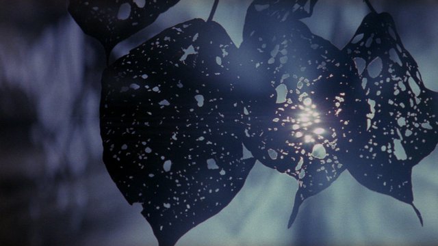 «Η Λεπτή Κόκκινη Γραμμή» (1998) Φωτογράφος: Τζον Τολ