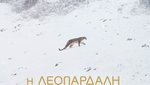 Η Λεοπάρδαλη του Χιονιού