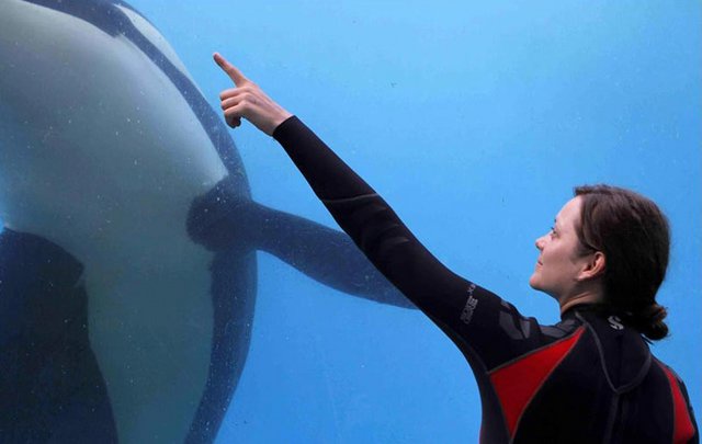 Η Μαριόν Κοτιγιάρ εκπαιδεύει φάλαινες στο Rust and Bone