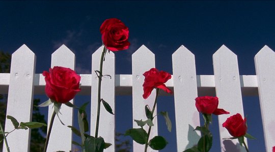 Post Blue Velvet Days