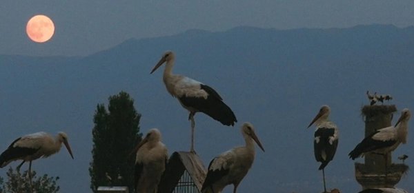THE TALE OF SILYAN | Силјан
