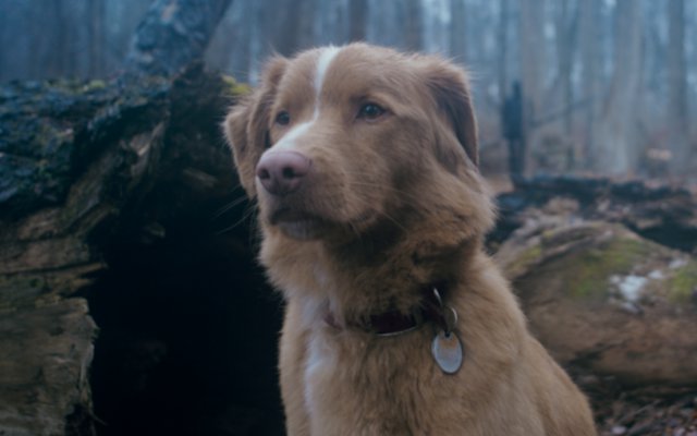 Good Boy
