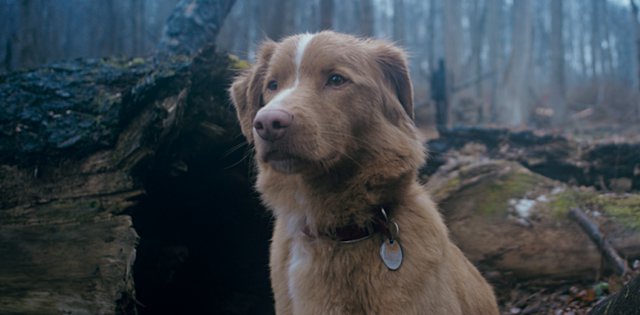 Good Boy