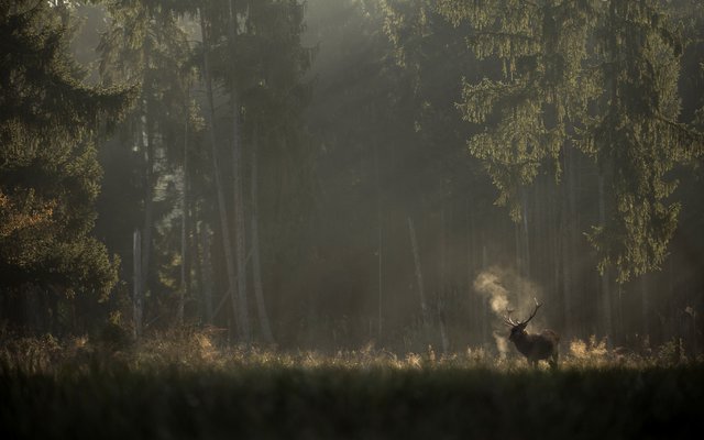 Το Τραγούδι του Δάσους