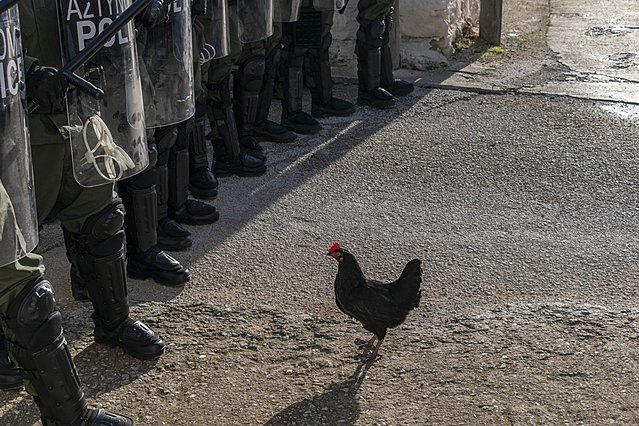 Η ζωή δεν είναι πάντα στρωμένη με πούπουλα! Κυκλοφόρησε το τρέιλερ της «Κότας» του Γκιόργκι Πάλφι