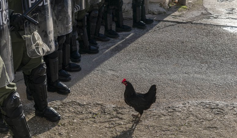 Η ζωή δεν είναι πάντα στρωμένη με πούπουλα! Κυκλοφόρησε το τρέιλερ της «Κότας» του Γκιόργκι Πάλφι