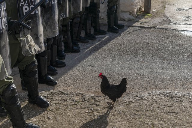 Η ζωή δεν είναι πάντα στρωμένη με πούπουλα! Κυκλοφόρησε το τρέιλερ της «Κότας» του Γκιόργκι Πάλφι