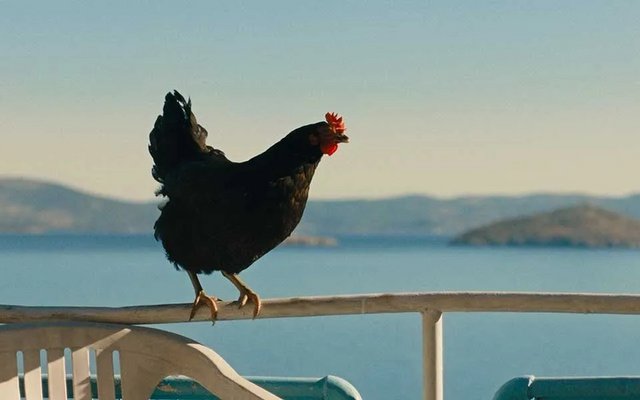 Κότα