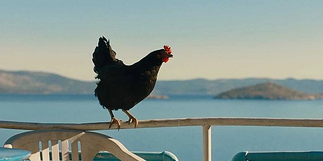 Κότα